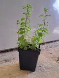 transplants - 4 inch pot