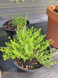Thyme