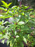 Basil